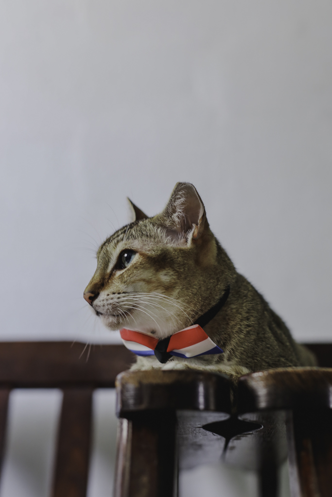 cat with ribbon collar