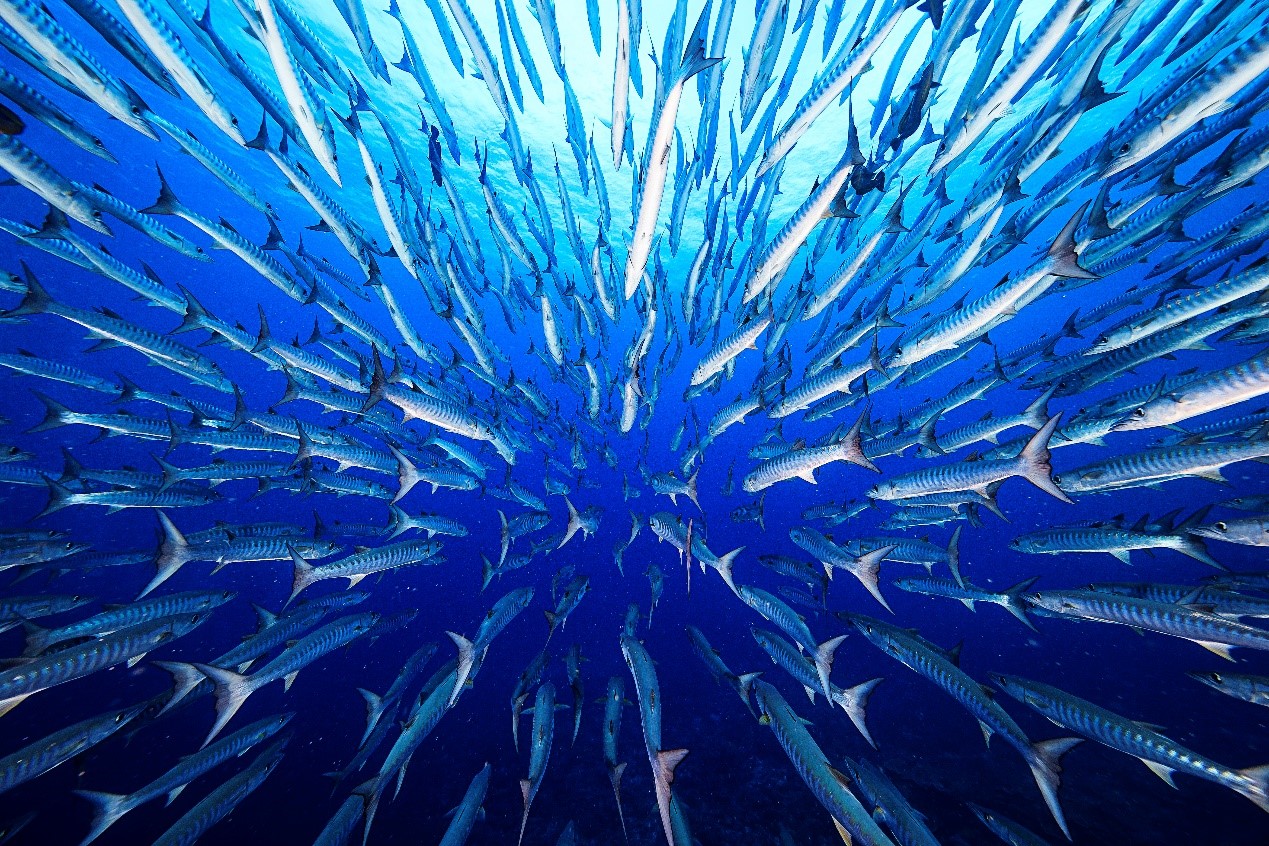 Photo of Baracuda shot on Canon EOS-1DX Mark II by Ace Wu