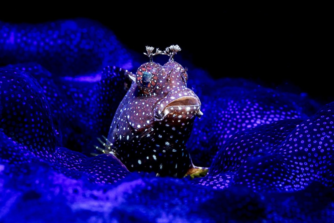 Photo of a blenniidae shot on Canon EOS-1DX Mark II by Ace Wu