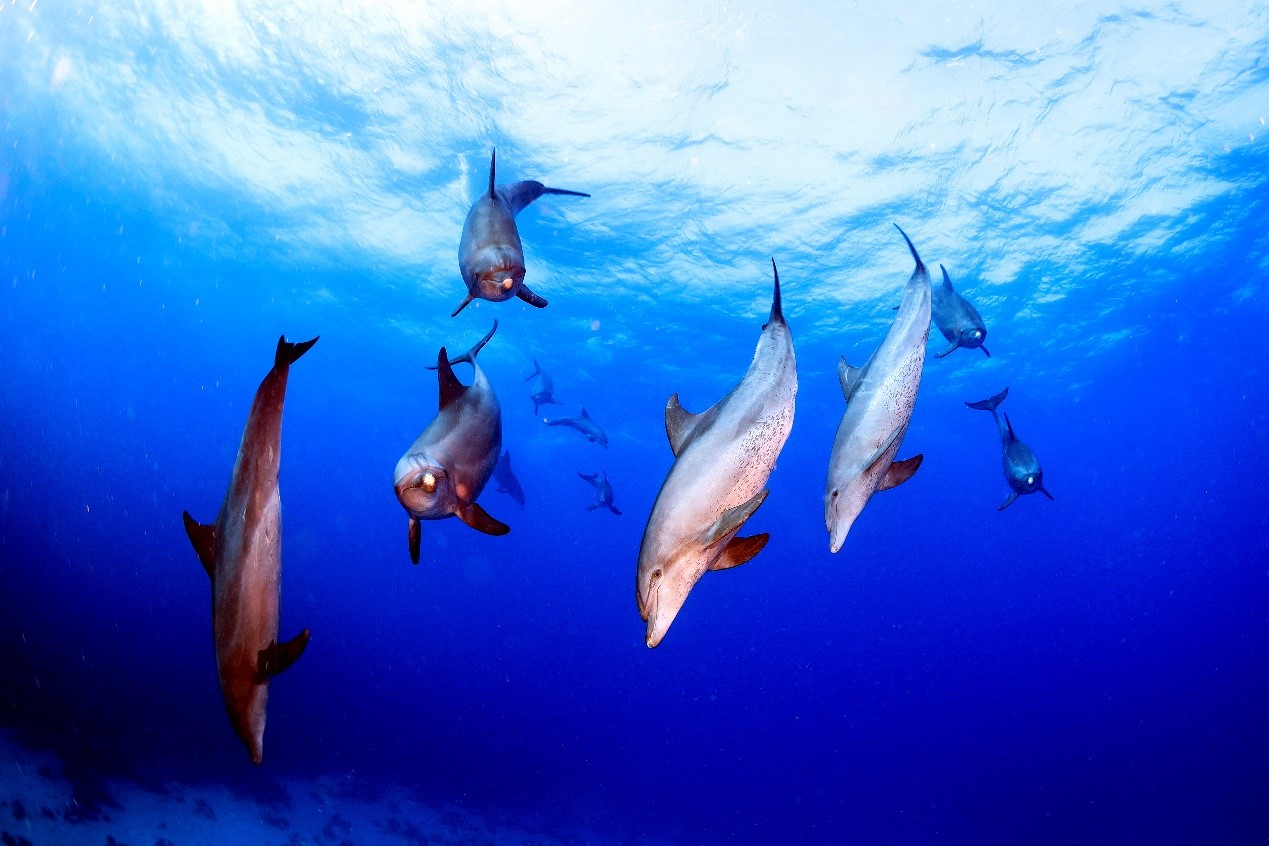 Photo of dolphins shot on Canon EOS-1DX Mark II by Ace Wu