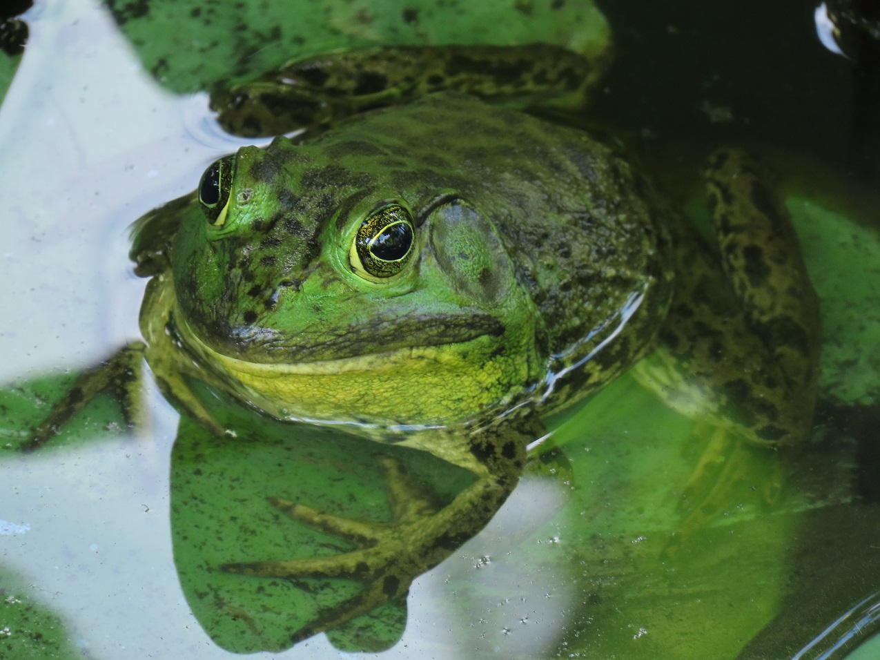 Canon PowerShot SX70 HS, 1/40 sec, f/6.5, 247mm, ISO 100