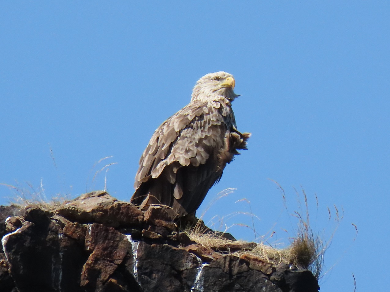 Step zoom on the Canon PowerShot SX70 HS, 1/1000 sec, f/8, 247mm, ISO 200