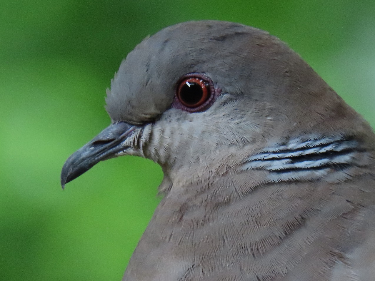 step zoom Canon PowerShot SX70 HS, 1/60 sec, f/8, 247mm, ISO 400 