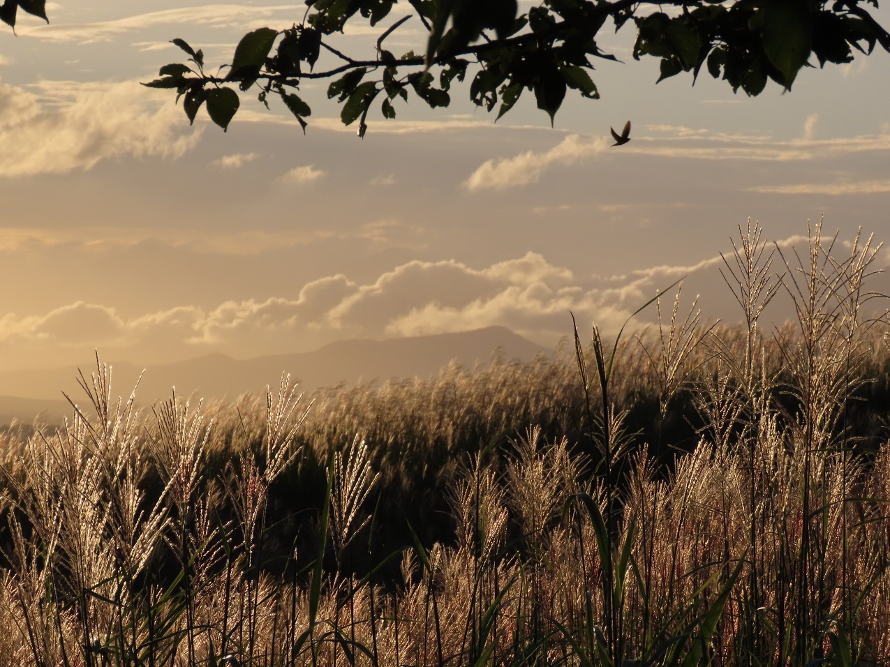 Canon PowerShot SX70 HS, 1/1600 sec, f/5.6, 35mm, ISO 100