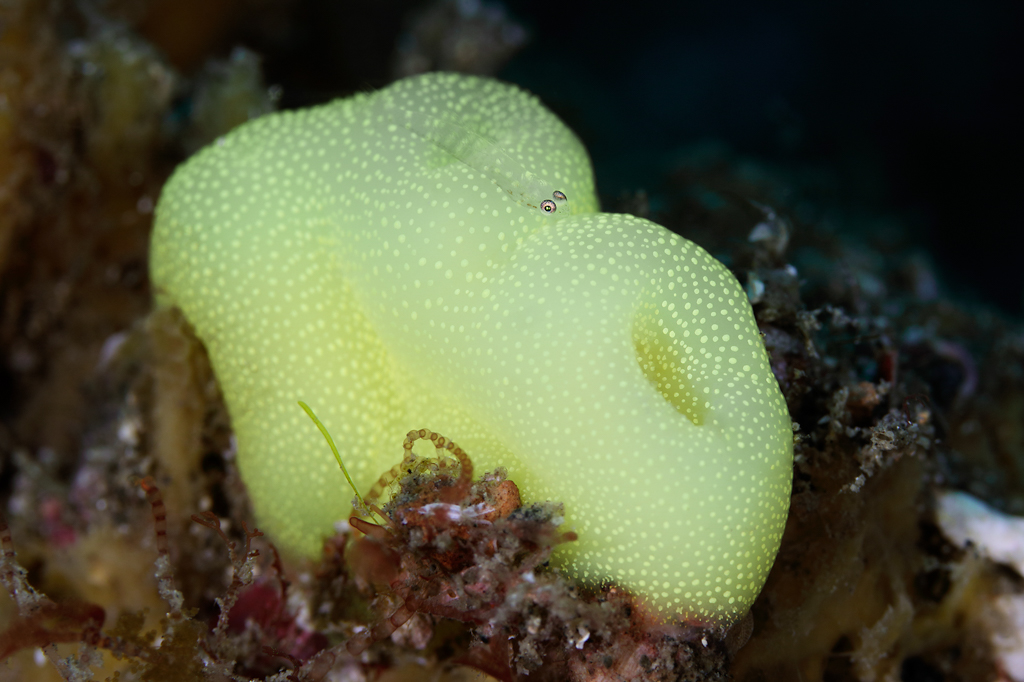 An image showing natural background tells a story between this Ghost Goby on its Tunicate host