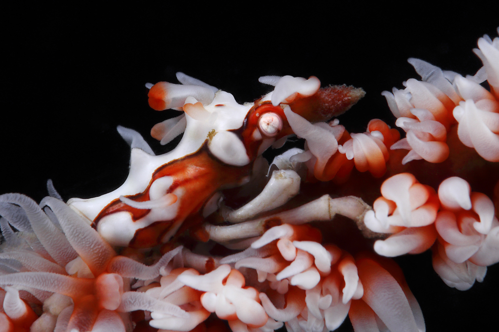 Photo credit, Julie Louh. A clean background made this Xeno Crab. (Xenocarcinus tuberculatus) Dramatic