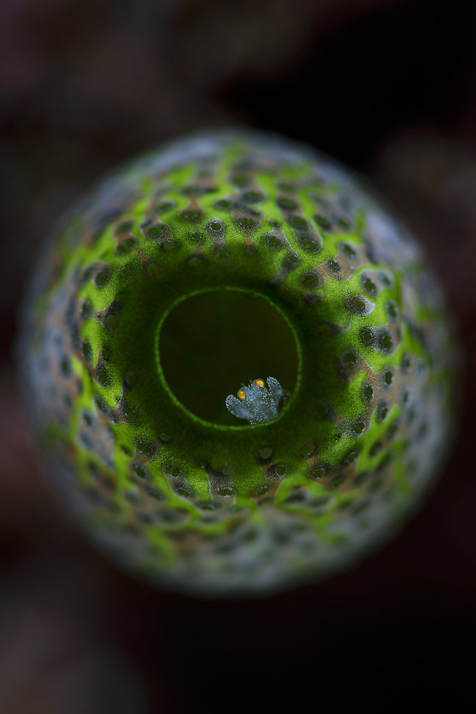By placing the strobes to face one another, the fringe of the strobe light caught this Periclimenaeus storchi in tunicate (Didemnum molle) while leaving the background darker