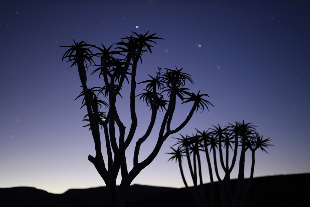 Tree silhouette shot at night
