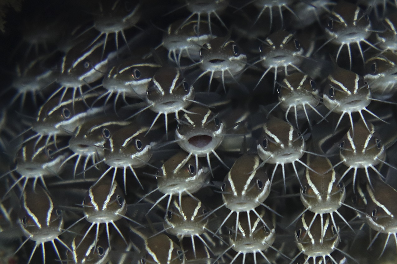 A school of catfish taken using the Canon PowerShot G1 X Mark III