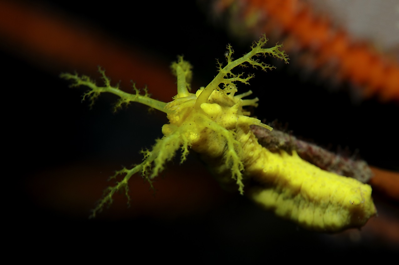 Sea Cucumber taken using the Canon PowerShot G1 X Mark III