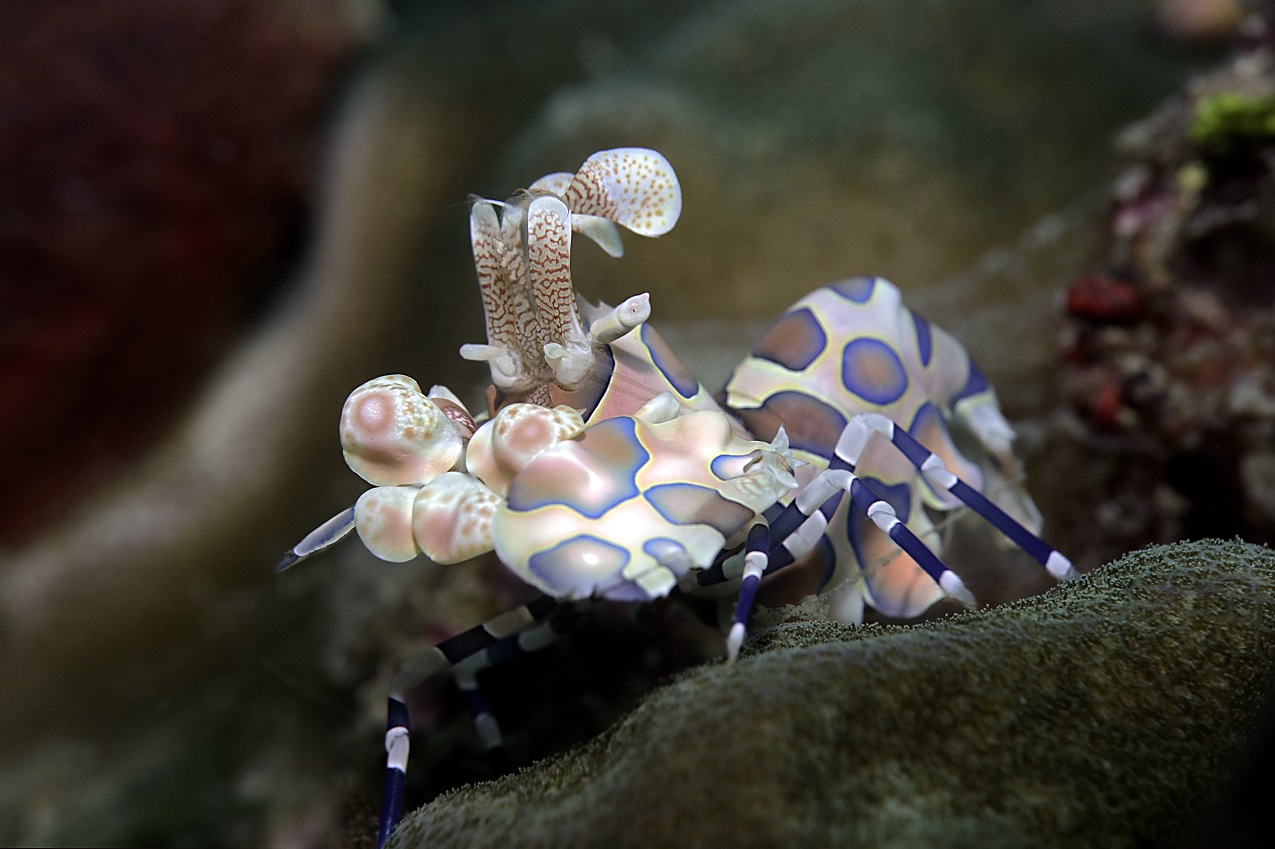 Harlequin shrimp taken using the Canon PowerShot G1 X Mark III