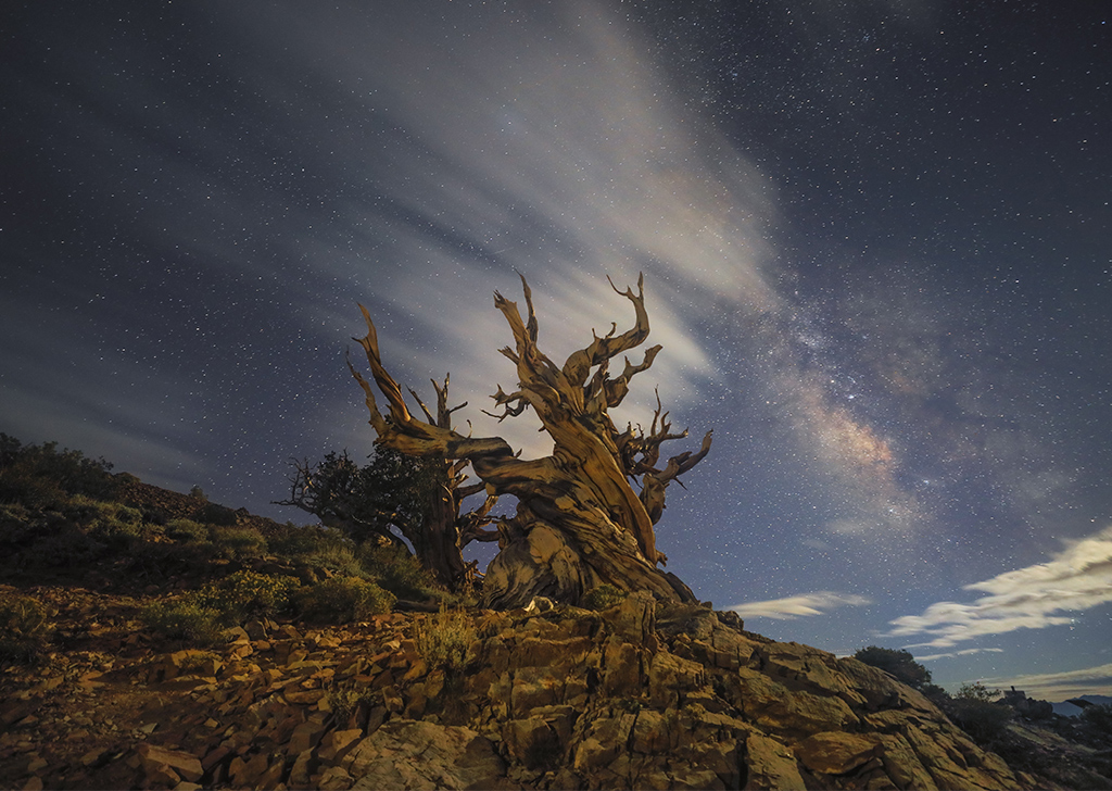 Ancient Bristlecone Pine Forest of the Eastern Sierra