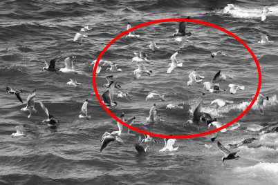 Seagulls in sea (marked)