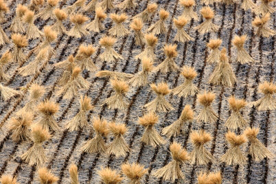 straw bundles on field (regular placement)