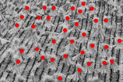 straw bundles on field (regular placement)