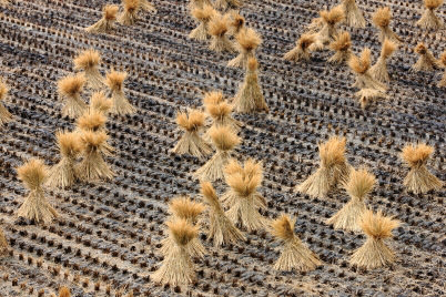 straw bundles on field (random placement)