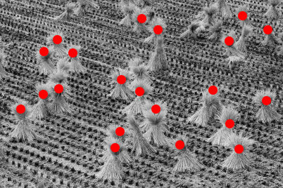 straw bundles on field (random placement)