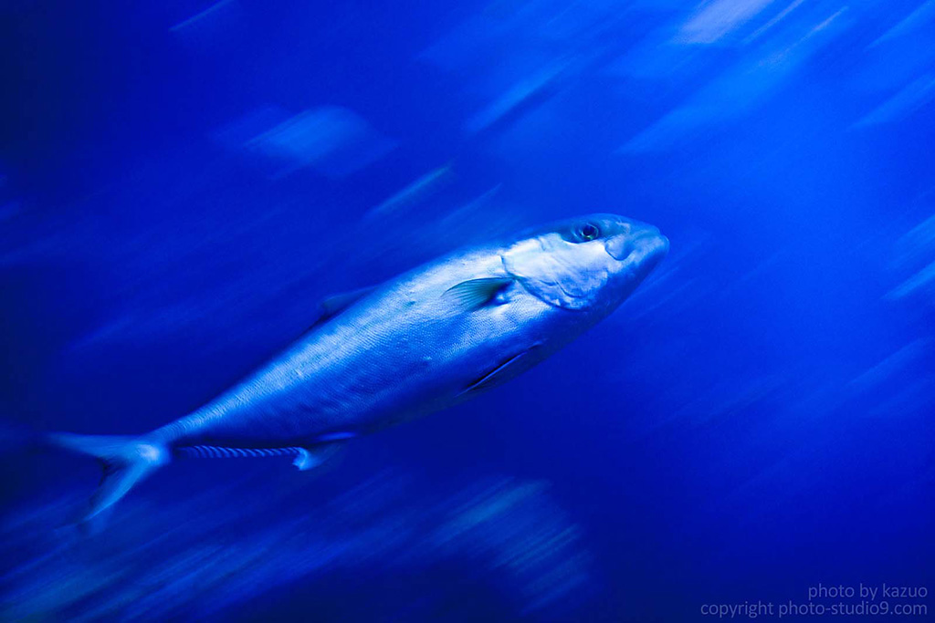 Panning shot of fish