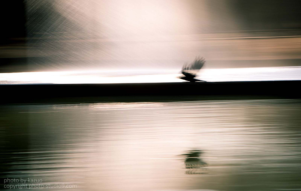 Panning shot of crows