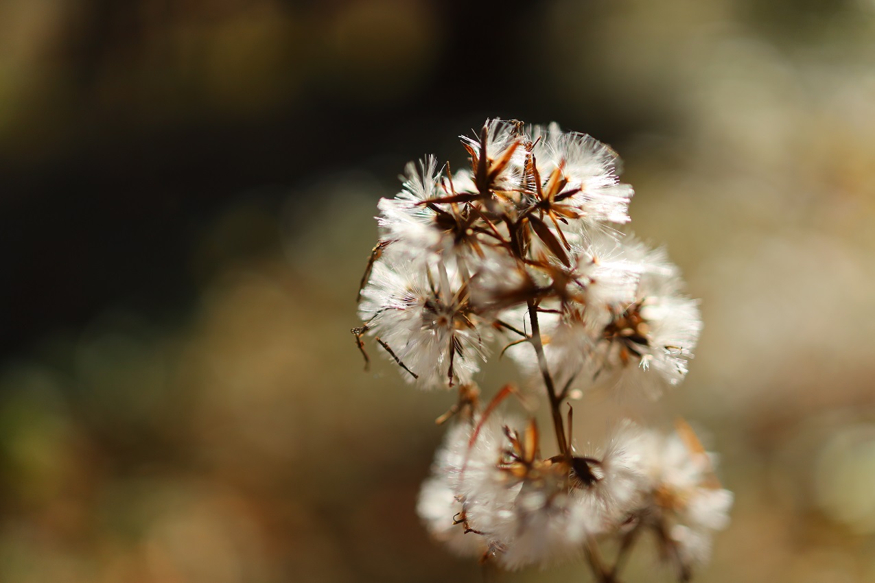 EOS R macro photography