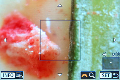 Live View display (10x magnification)