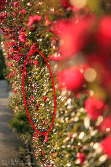 Point light sources on leaves