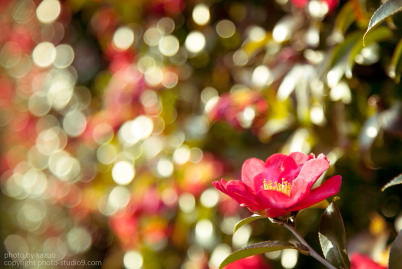 Bokeh circles at f/4