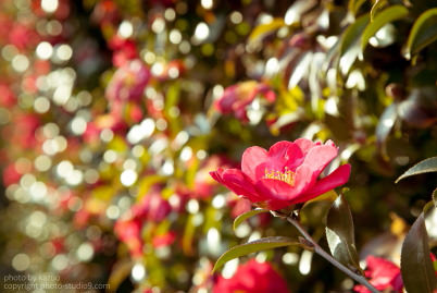 Bokeh circles at f/8