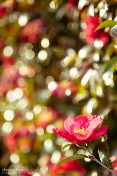 Bokeh circles at 105mm