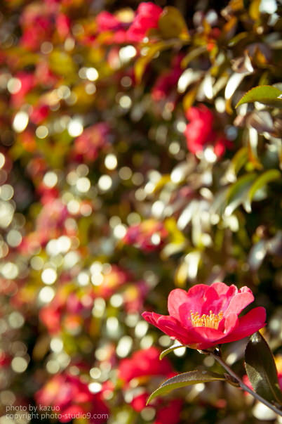 Bokeh circles at 50mm