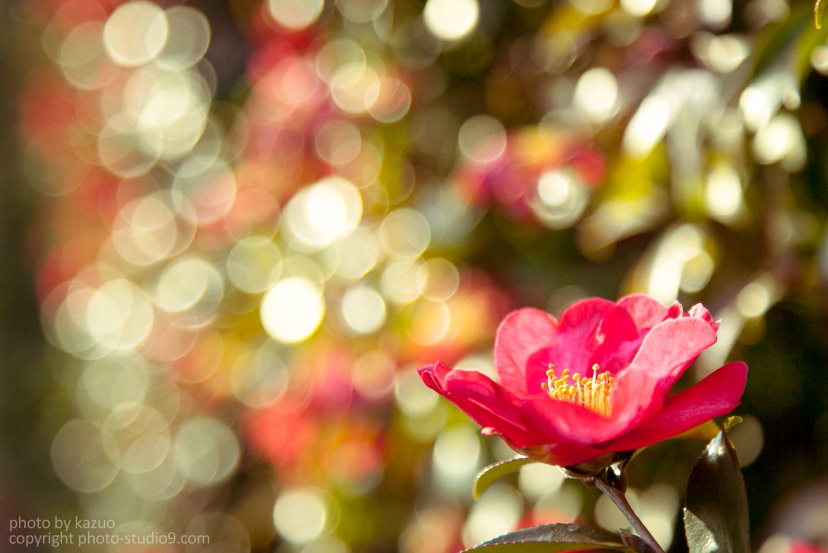 Flower against background with bokeh circles