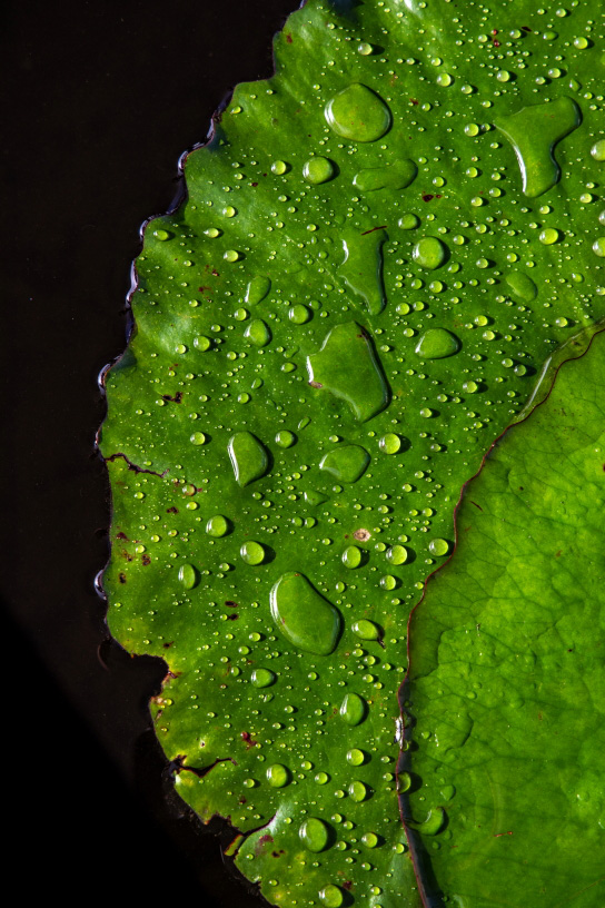 Macro-like shot of lotus leaf