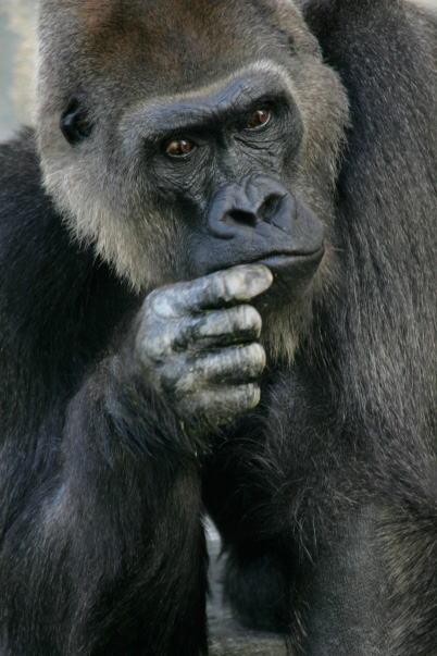 Gorilla portrait