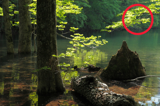 Closeup of trees in swamp