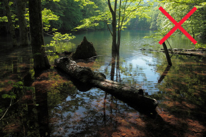 Wide-angle shot of trees in swamp