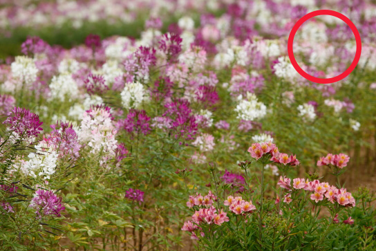 Close-up shot of flowers in flower bed