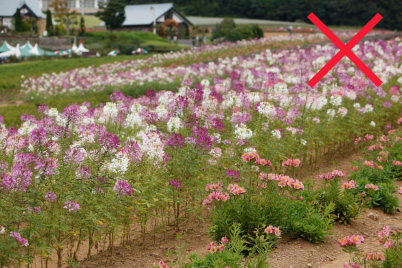 Documentary image of flowers with houses in background