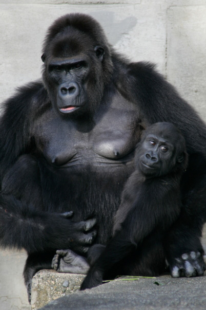Gorilla with baby