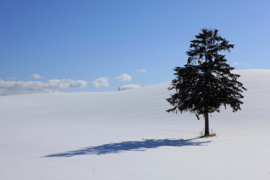 Tree with shadow in snow