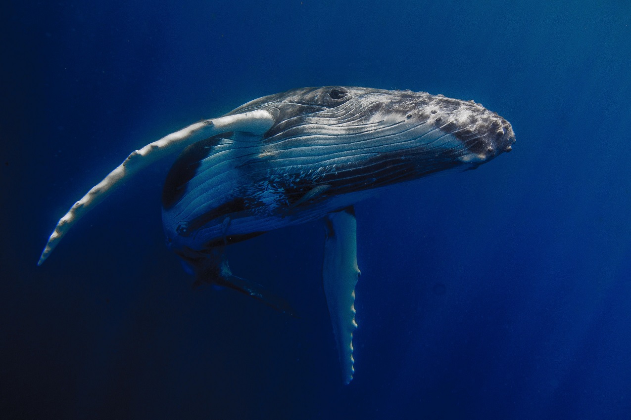 Humpback whale photographed on Canon EOS 5D Mark IV