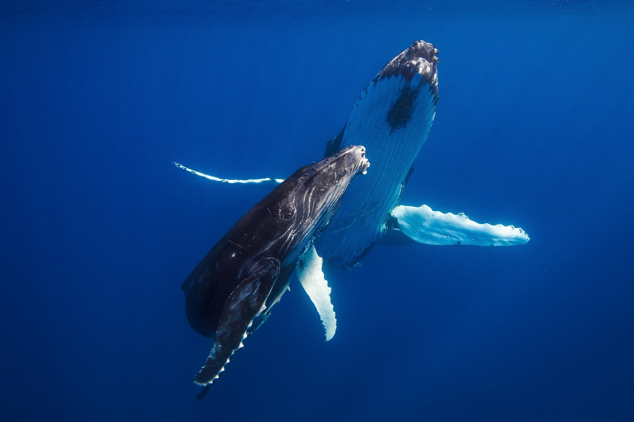 Humpback whale photographed on Canon EOS 5D Mark IV