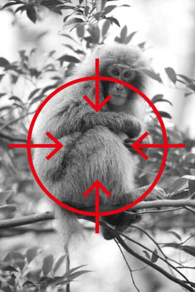 Centre composition diagram (Monkey)