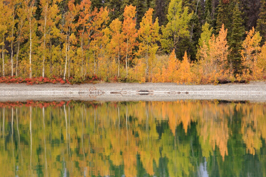Trees and water reflection