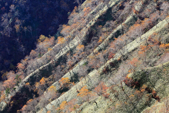 Mountain slope with forest