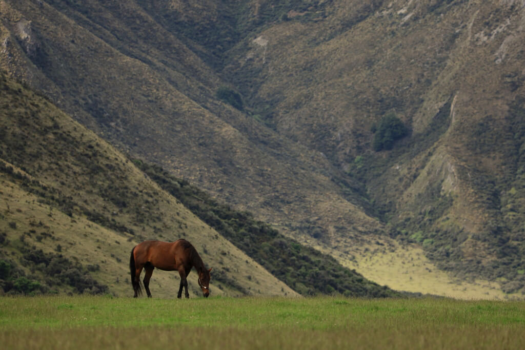 Natural landscape with horse