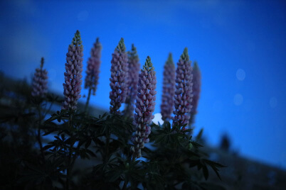 Flowers in low light