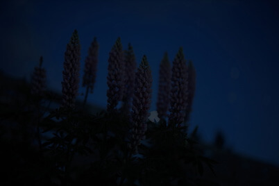 Flowers in low light (shooting conditions)