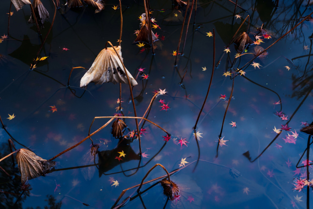Dried lotus flowers and maple leaves in pond, shot with CPL filter