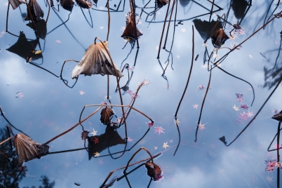 Flowers and leaves in pond with surface reflection