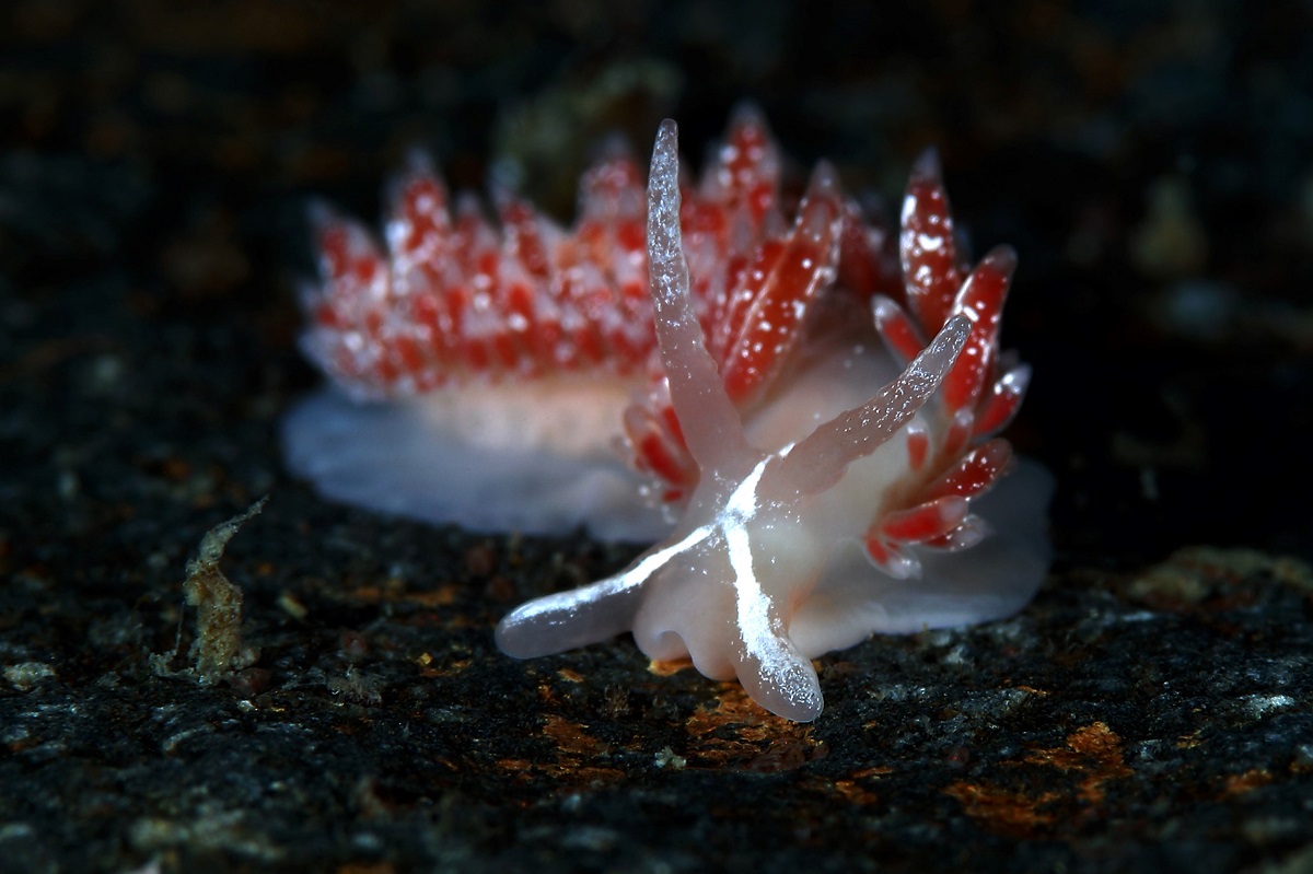 Nudibranchs photo shot using Canon EOS-1D X Mark II